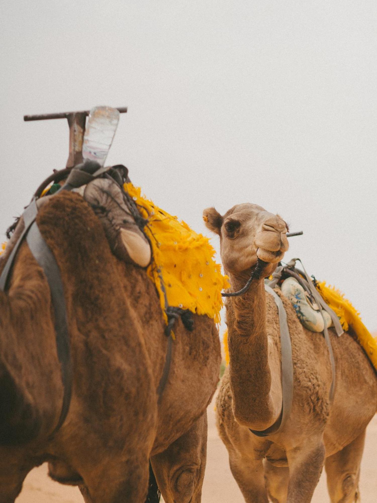 Kam Kam Dunes Merzouga Eksteriør billede